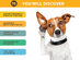 DNA My Dog Breed Identification Test (3-Pack)
