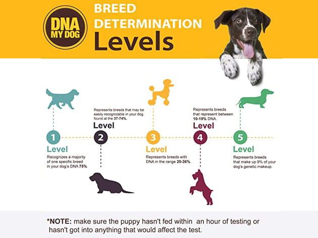 DNA My Dog Breed Identification Test & Allergy Test My Pet Kit Bundle