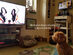 Relax My Dog Video Streaming: 3-Yr Subscription