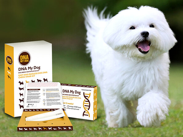 dna my dog breed list