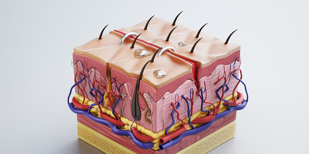 Integumentary System, Part 3: Diseases of the Skin