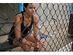 Mueller Sports Medicine HG80 Premium Tennis Elbow Brace, Left/Right, Large/X-Large: (11 Inches -15 Inches), Black