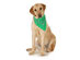 5-Pack Paisley Cotton Dog Scarf Triangle Bibs  - XL and Washable - Green