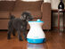 iFetch Frenzy: Automatic Ball Launcher for Small Dogs & Spaces