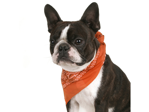 Mechaly Pack of 8 Paisley Cotton Dog Bandana Triangle Shape  - Fits Most Pets - Orange