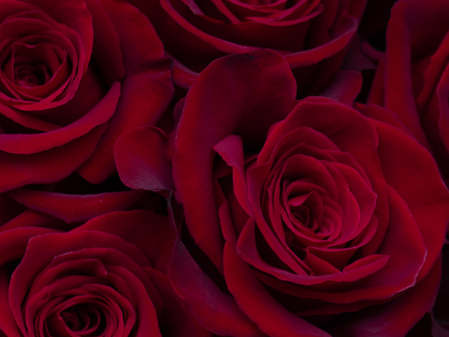 Get 3 Dozen (36) Farmer's Color Choice Roses for Only $39.99 Shipped!