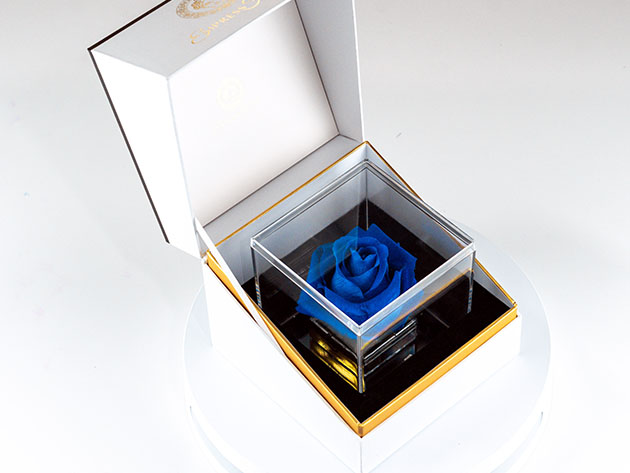 Suóno: Forever Rose with Personalized Audio Message (Blue)