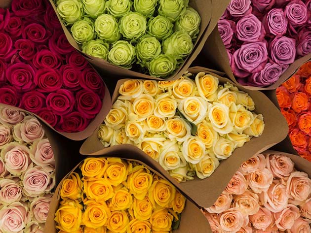 Get 2 Dozen Farmer's Color Choice Long-Stem Roses for Only $19.99! (Shipping Not Included)