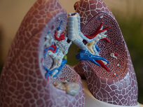 Medical Terminology of the Respiratory System - Product Image