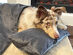 BuddyRest Soothe™ Anti-Anxiety Weighted Dog Blanket
