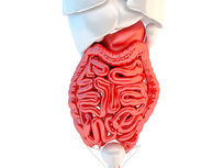 Medical Terminology of the Digestive System - Product Image