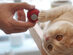 Cheerble Ball: Interactive Toy for Cats