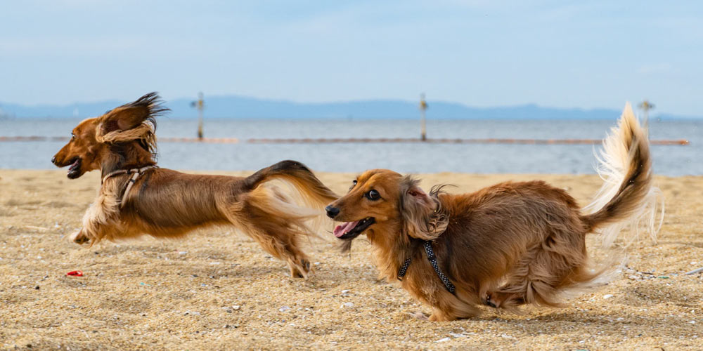 How to Stop Dog Attacks