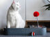 Cheerble Board Game: All-in-One Interactive Toy for Cats