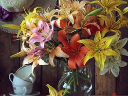 Holiday Gifting Special: Get 12-14 Mixed Daylilies for $34.99 Shipped!