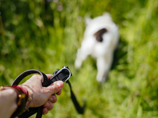 Leash Training: Stop Pulling on the Leash