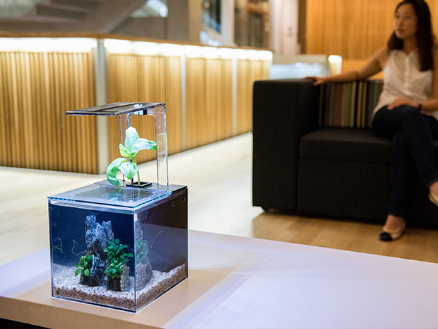 EcoQube C Premium Aquarium with UV LED Sterilizer and Aquaponic System