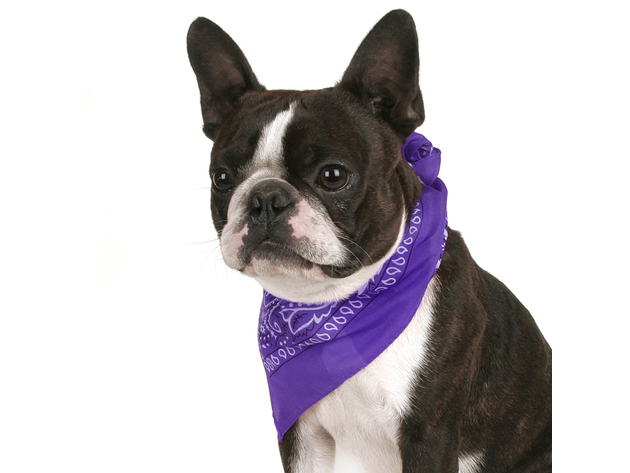 Qraftsy Paisley Cotton Pack of 6 Dog Bandana Triangle Shape - Fits Most Pets - Mix Colors