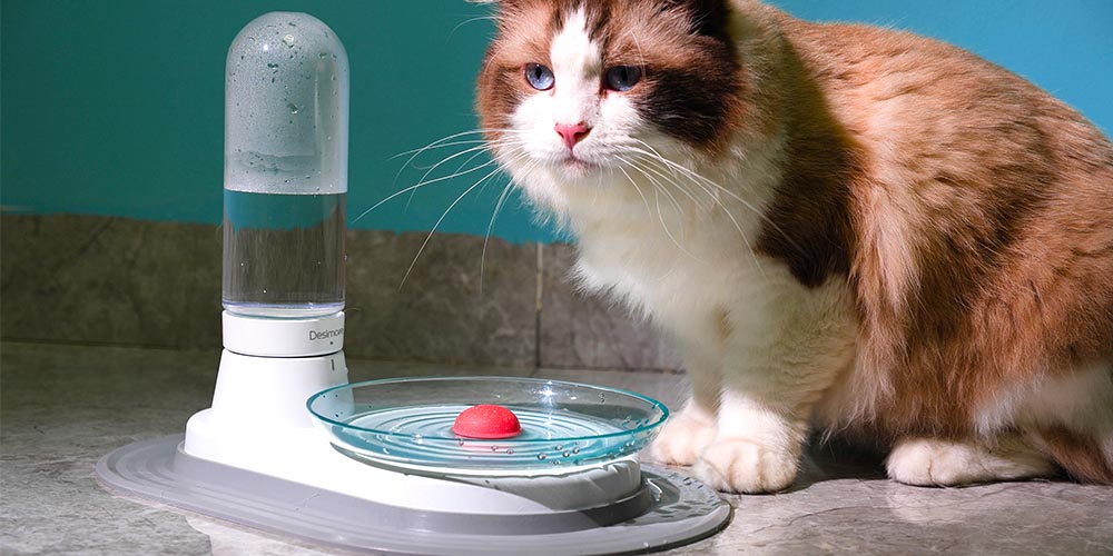 KittySpring Fuente de agua para gatos