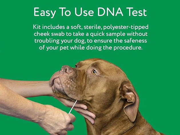 DNA My Dog Essential Breed ID Test