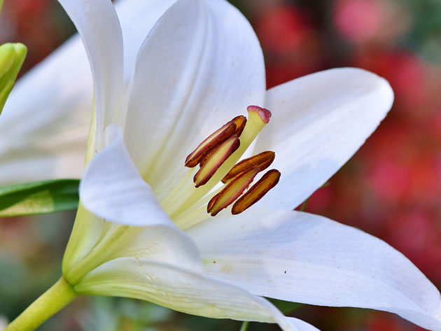 Get 12-14 Mixed Day-lilies For Only $34.99 Shipped!