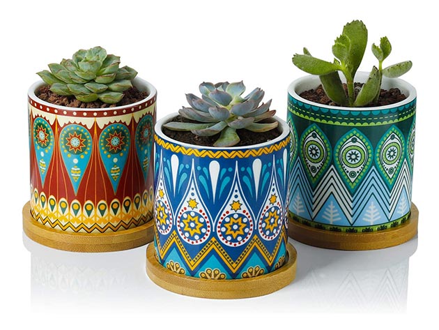Greenaholics 3" Succulent Ceramic Planter Pots (Pack of 3)