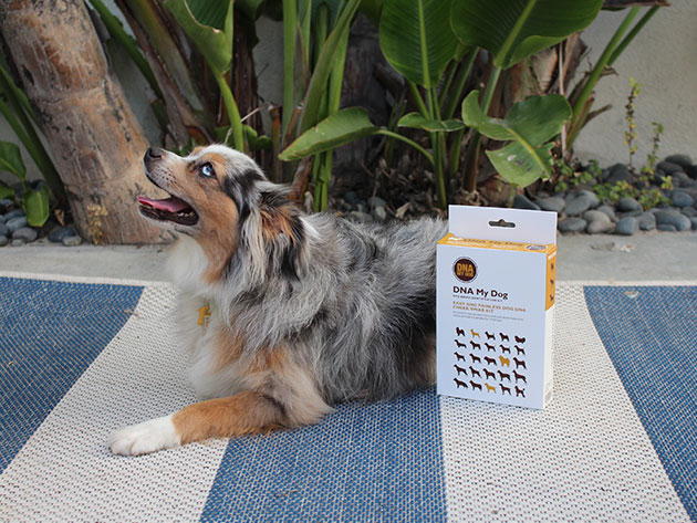 Find Out Your Dog's Exact Breed Mix, Personality Traits & More with This DNA Cheek Swab Kit
