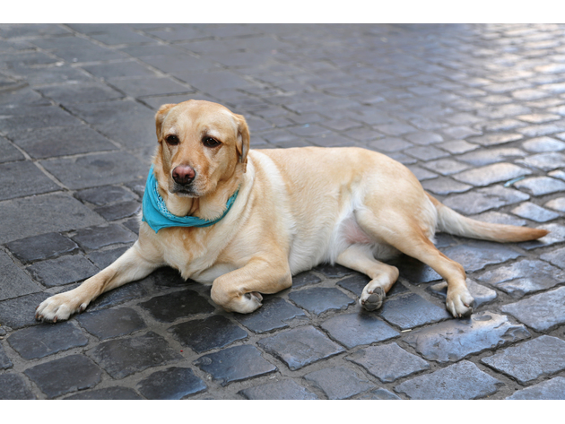 5 Pack Paisley Polyester Pets Dogs Bandana Triangle Shape  - Oversized - Yellow
