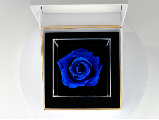Vedere: Forever Rose with Personalized Video Message (Blue)