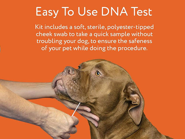 DNA My Dog Premium Breed ID Test