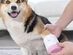 Dog Paw Cup Cleaner (Pink)