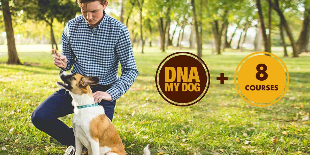 The All-in-One DNA My Dog Breed Identification Test & Dog Training Bundle