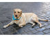 5 Pack Paisley Polyester Pets Dogs Bandana Triangle Shape  - Oversized - Yellow