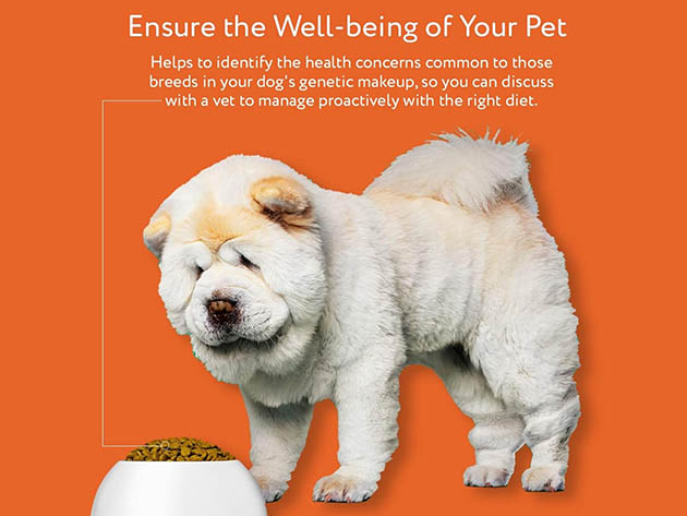 DNA My Dog Premium Breed ID Test
