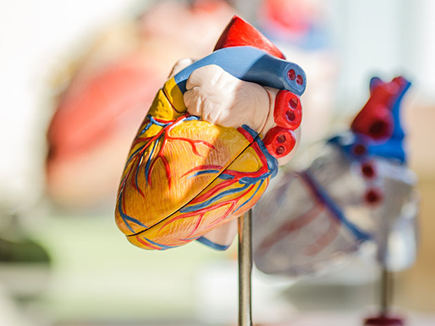 Introduction to the Cardiovascular System