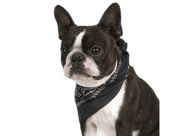 Pack of 4 Paisley Cotton Dog Bandana Triangle Shape  - One Size Fits Most - Grey