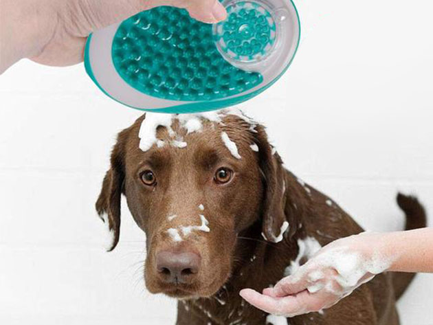 pet shampoo brush