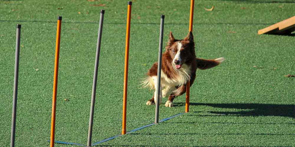 Dog Training Course: Natural Remedies for Health & Dog Training