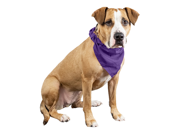 Qraftsy Plain Cotton Pets 5 Pcs Dogs Bandana Triangle Shape  - Large Pets - Purple