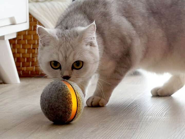 the wicked ball for cats