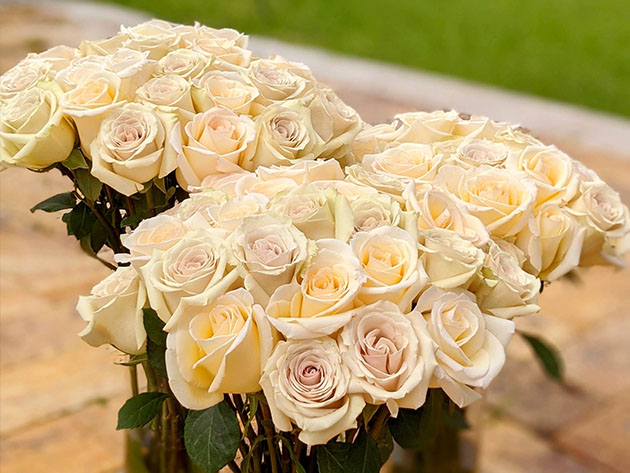 Get a Dozen Cream Roses for Your Valentine for Only $39.99 Shipped! (Digital Voucher)