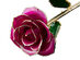 24K Gold Preserved Eternal Rose (Fuchsia Bloom)