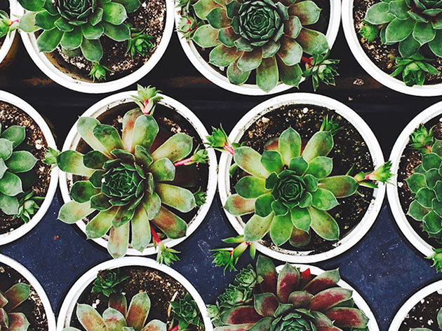 Gardening for Beginners: House Plants, Succulents, & Herbs