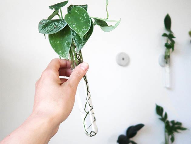 Iron & Spout Wall-Mounted Magnetic Propagation Set (Set of 9)