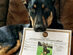 DNA My Dog Breed Identification Test