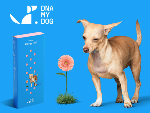 DNA My Dog Canine (Allergy Test Only)