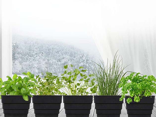 Windowsill Garden Herb Kit