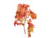 Homvare Transparent Preserved Fall Oak Leaves 5 Pieces Oz Artificial Ornament for Fall, Thanksgiving, Halloween, Party and Wedding Decorations