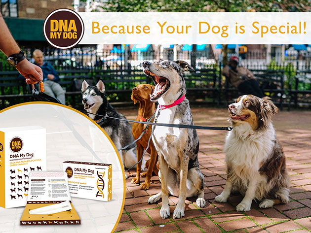 DNA My Dog Breed Identification Test Plus Full Genetic Screening