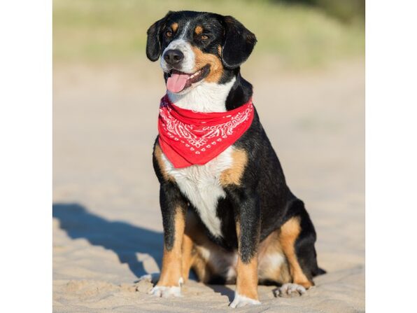 muzzle training a dog